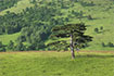 Pictures of Zlatibor